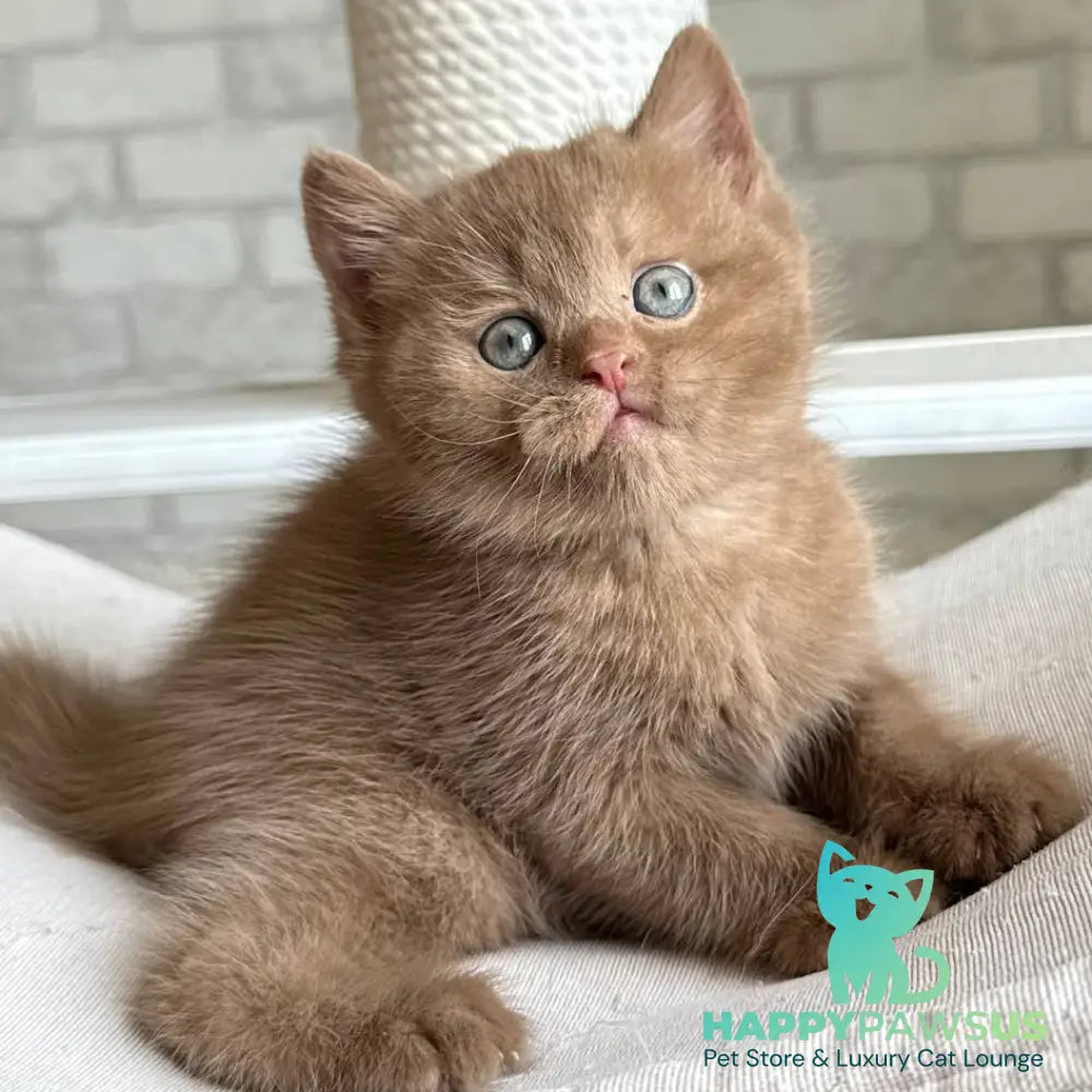 Barney British Shorthair male cinnamon - live animals