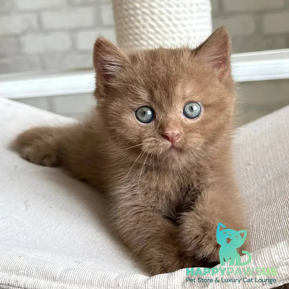 Barney British Shorthair male cinnamon - live animals