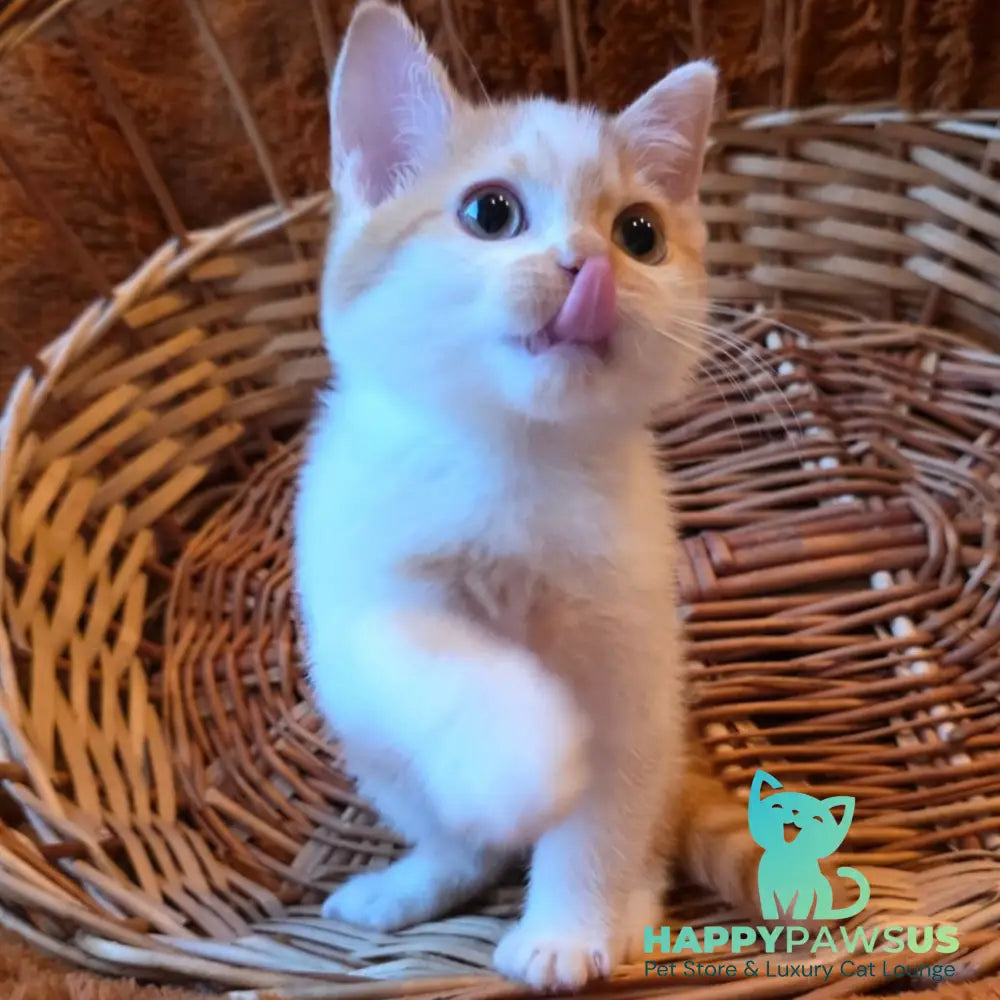 Barney British Shorthair male red bicolour - live animals