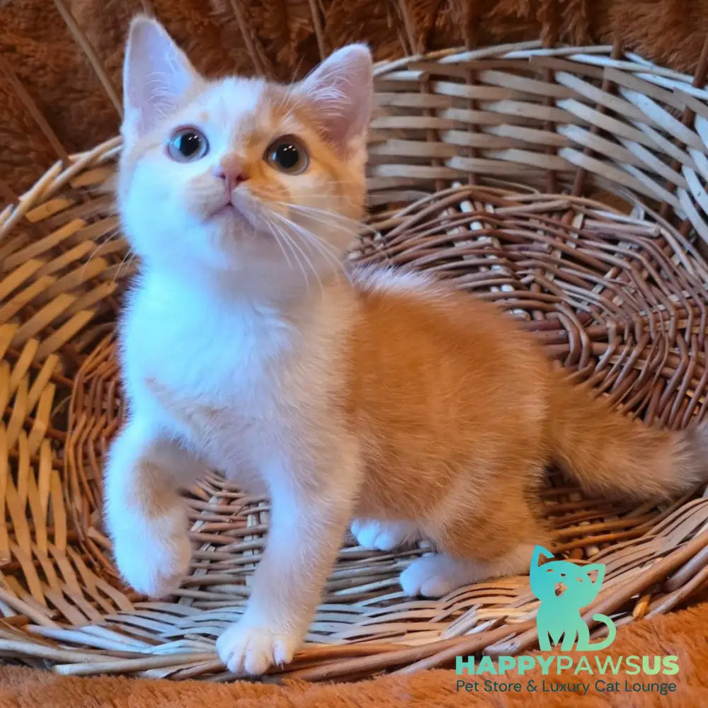 Barney British Shorthair male red bicolour - live animals