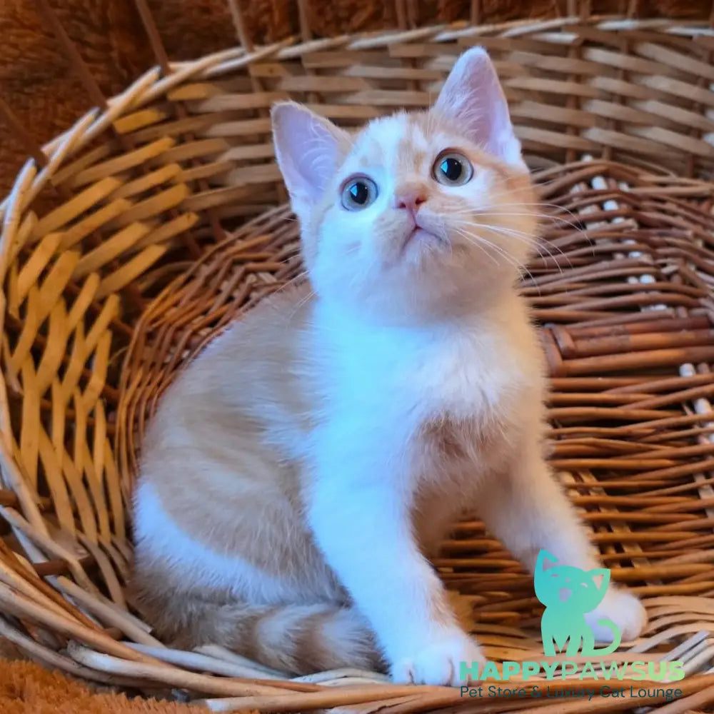 Barney British Shorthair male red bicolour - live animals