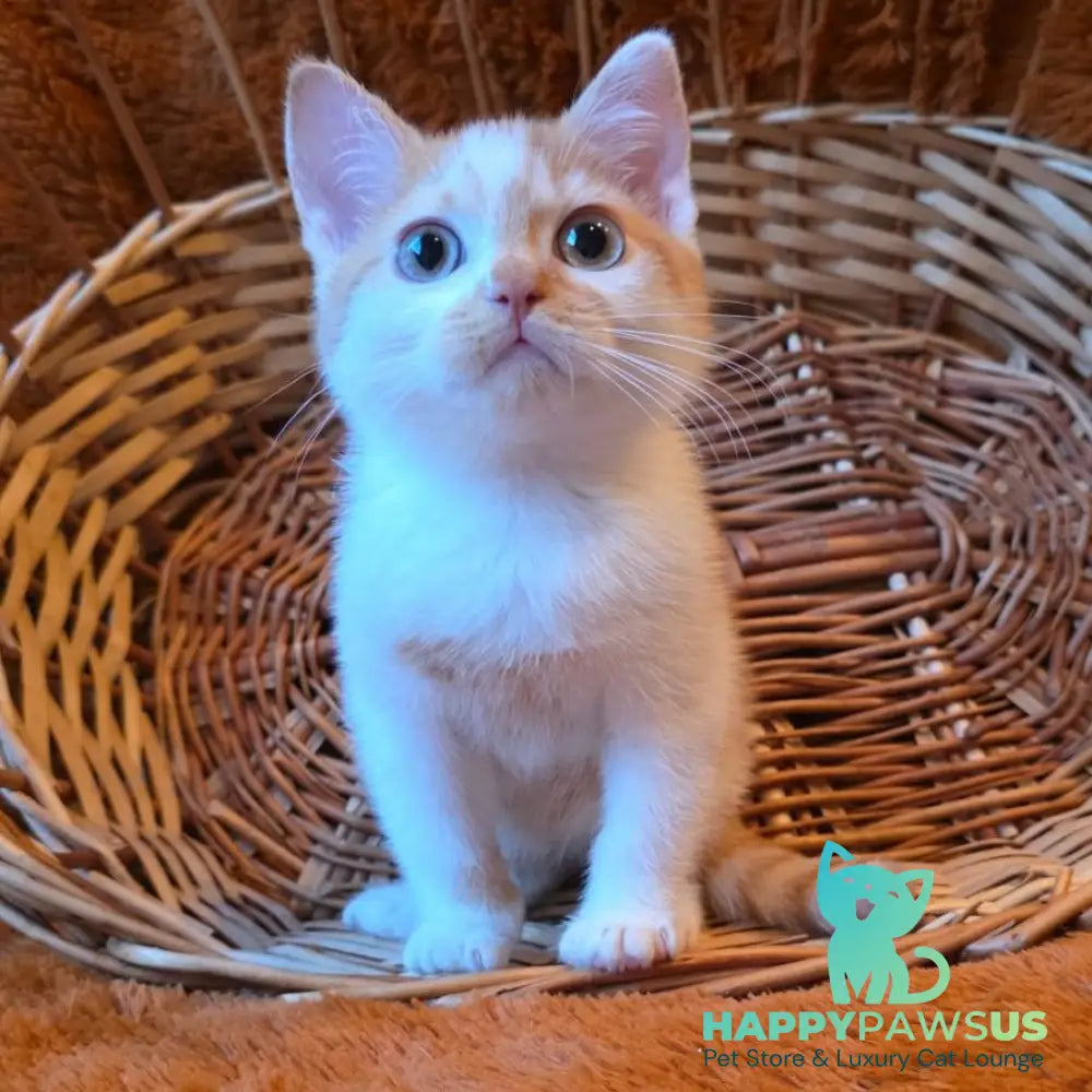 Barney British Shorthair male red bicolour - live animals