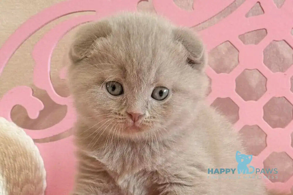 Barney Scottish Fold male lilac live animals