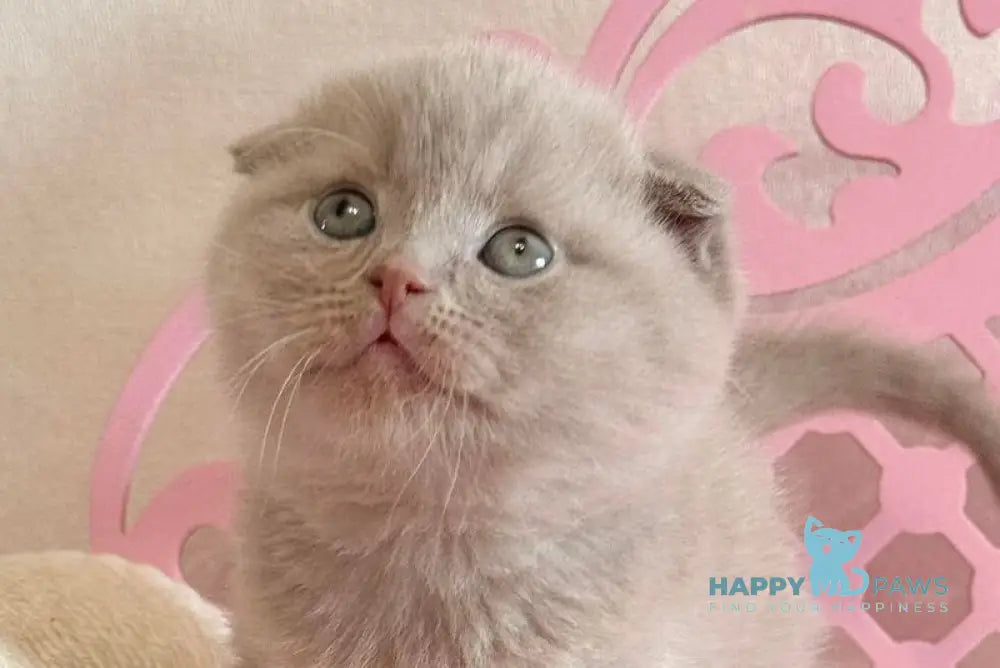 Barney Scottish Fold male lilac live animals