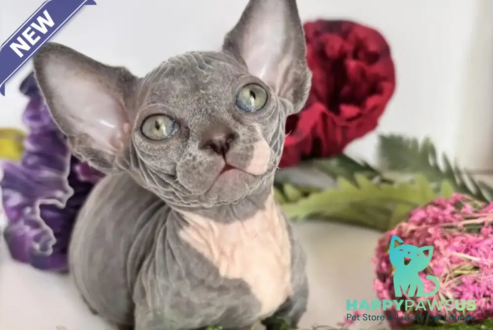 Barni Bambino male blue bicolour - live animals