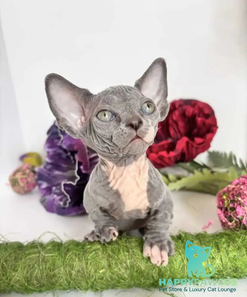 Barni Bambino male blue bicolour - live animals