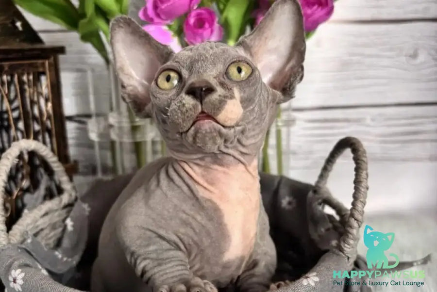 Barni Bambino male blue bicolour - live animals
