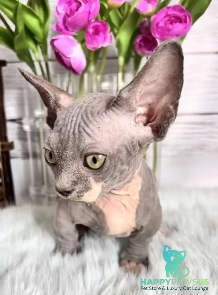 Barni Bambino male blue bicolour - live animals