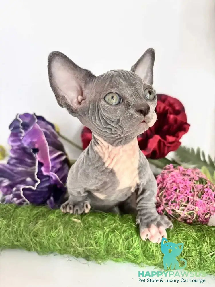 Barni Bambino male blue bicolour - live animals