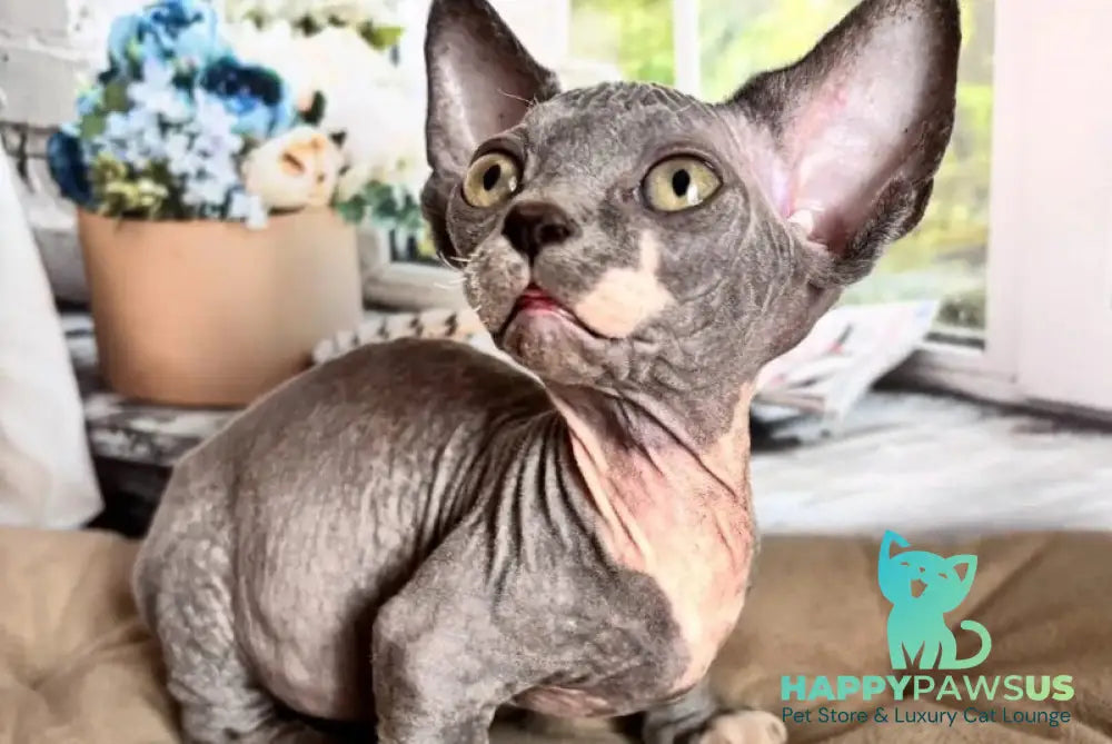 Barni Bambino male blue bicolour - live animals
