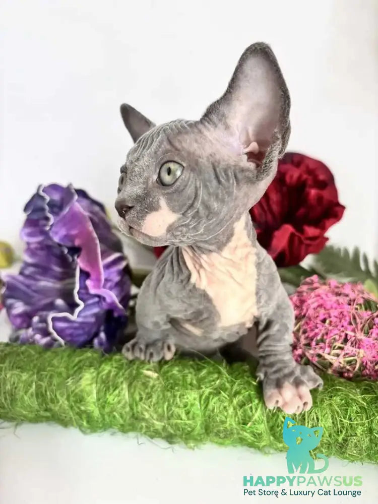 Barni Bambino male blue bicolour - live animals