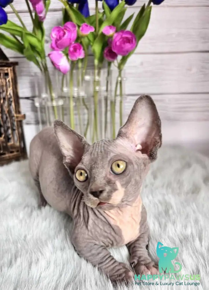 Barni Bambino male blue bicolour - live animals