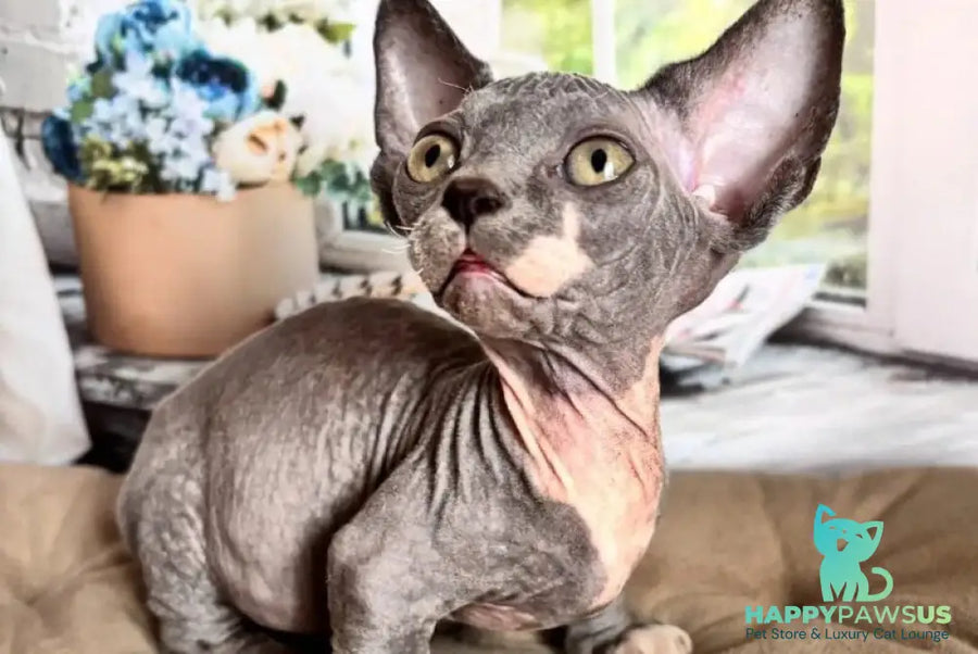 Barni Bambino male blue bicolour - live animals