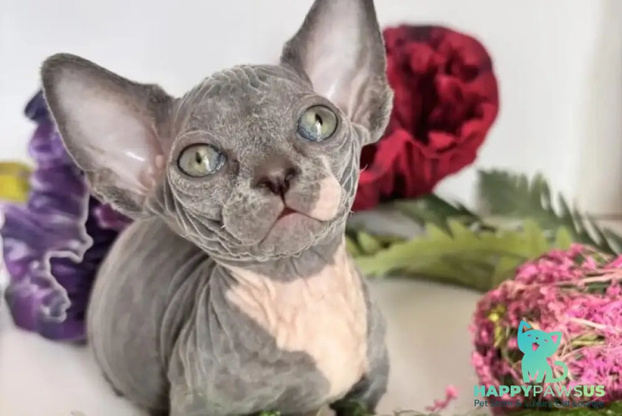 Barni Bambino male blue bicolour - live animals