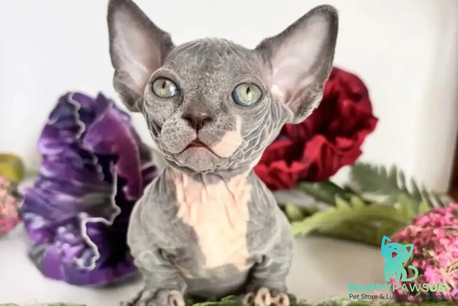 Barni Bambino male blue bicolour - live animals
