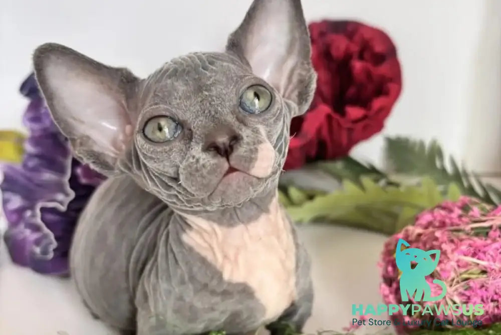 Barni Bambino male blue bicolour - live animals