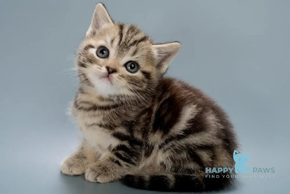 Barni British Shorthair male black tabby live animals