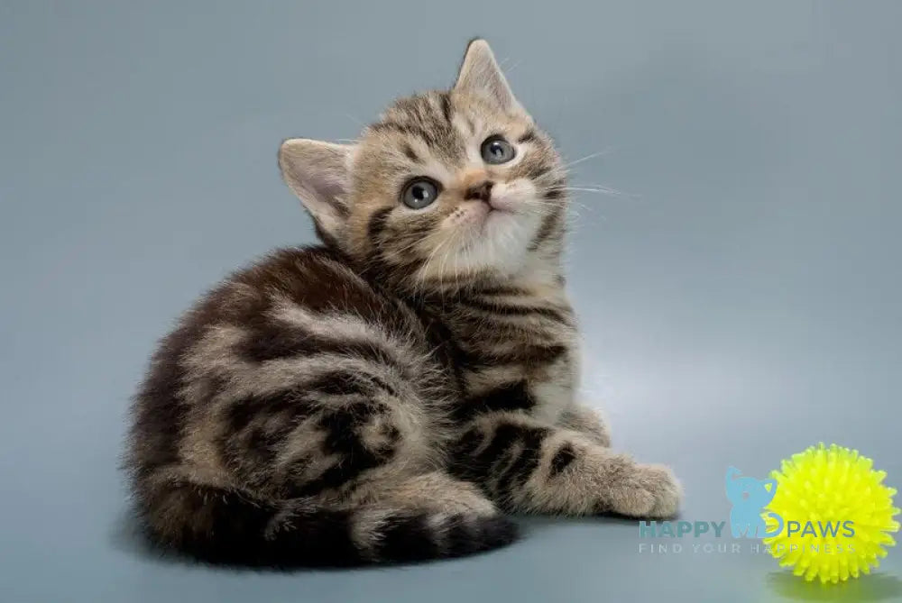 Barni British Shorthair male black tabby live animals