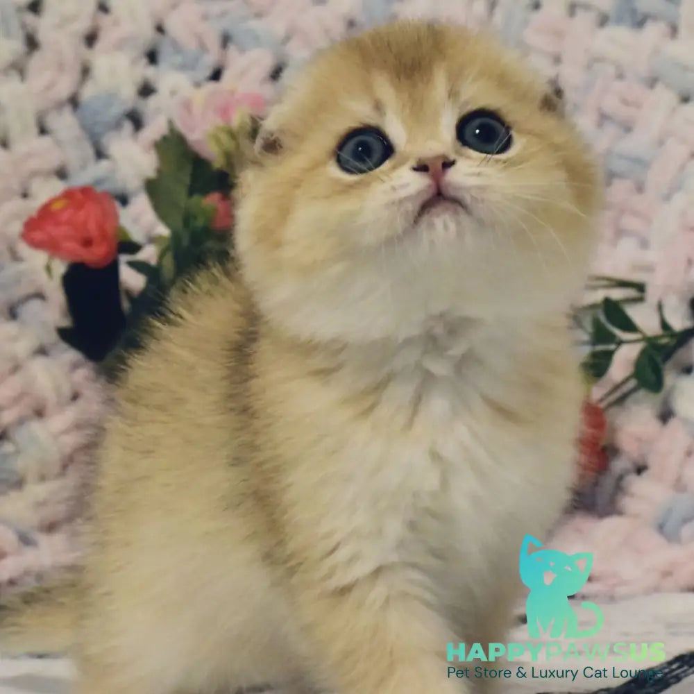 Barni Scottish Fold male black golden shaded - live animals
