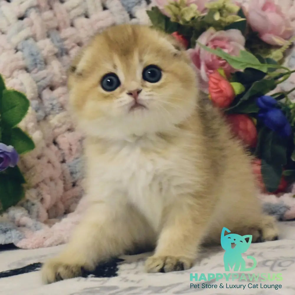 Barni Scottish Fold male black golden shaded - live animals