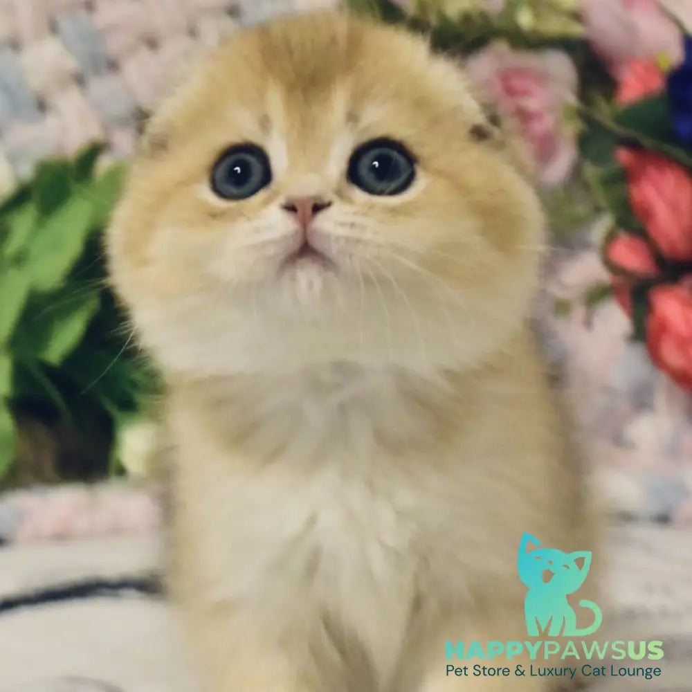 Barni Scottish Fold male black golden shaded - live animals