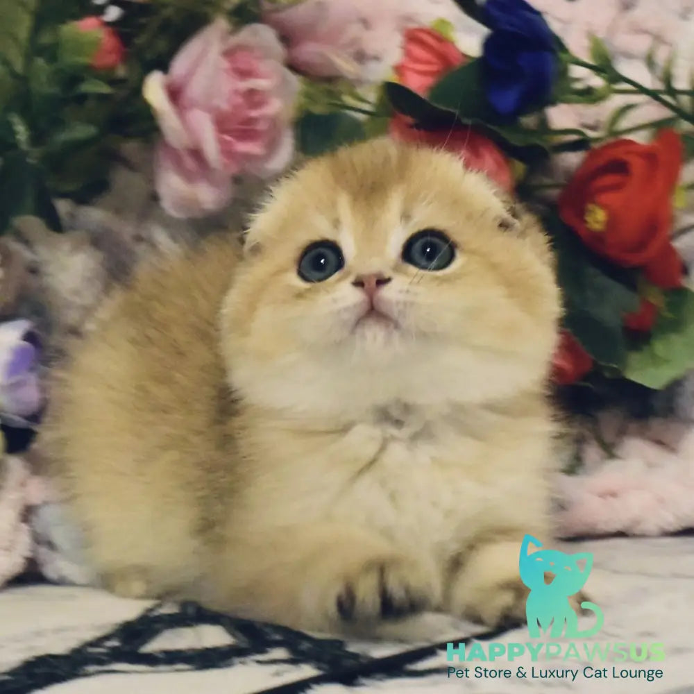 Barni Scottish Fold male black golden shaded - live animals