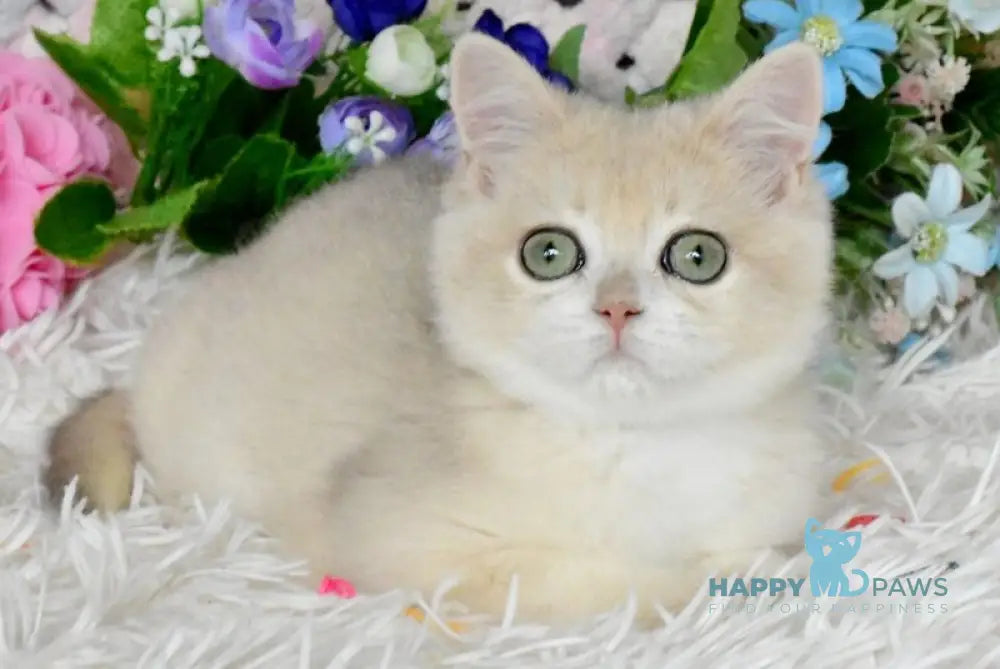 Barnie British Shorthair male blue golden chinchilla live animals