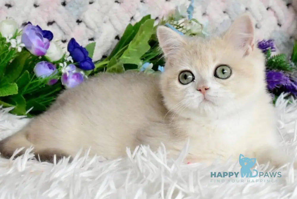 Barnie British Shorthair male blue golden chinchilla live animals