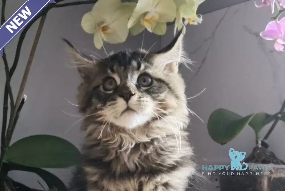 Barnie Maine Coon male black tabby live animals