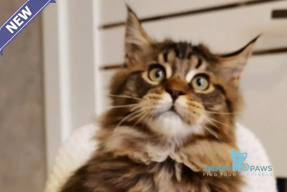 Barnie Maine Coon male black tabby live animals