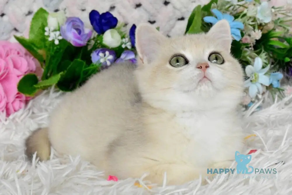 Barnu British Shorthair male blue golden chinchilla live animals