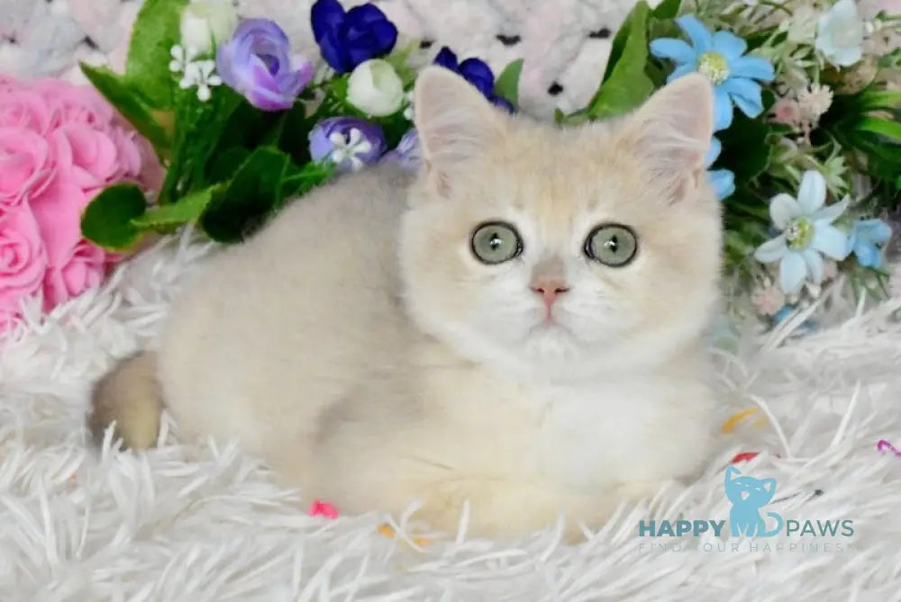 Barnu British Shorthair male blue golden chinchilla live animals