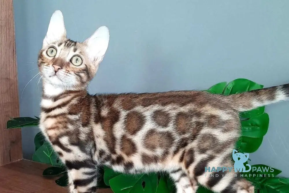 Barny Bengal male black spotted tabby live animals
