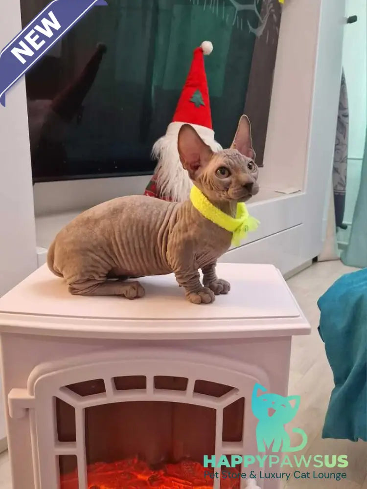 Baron Bambino male blue - live animals