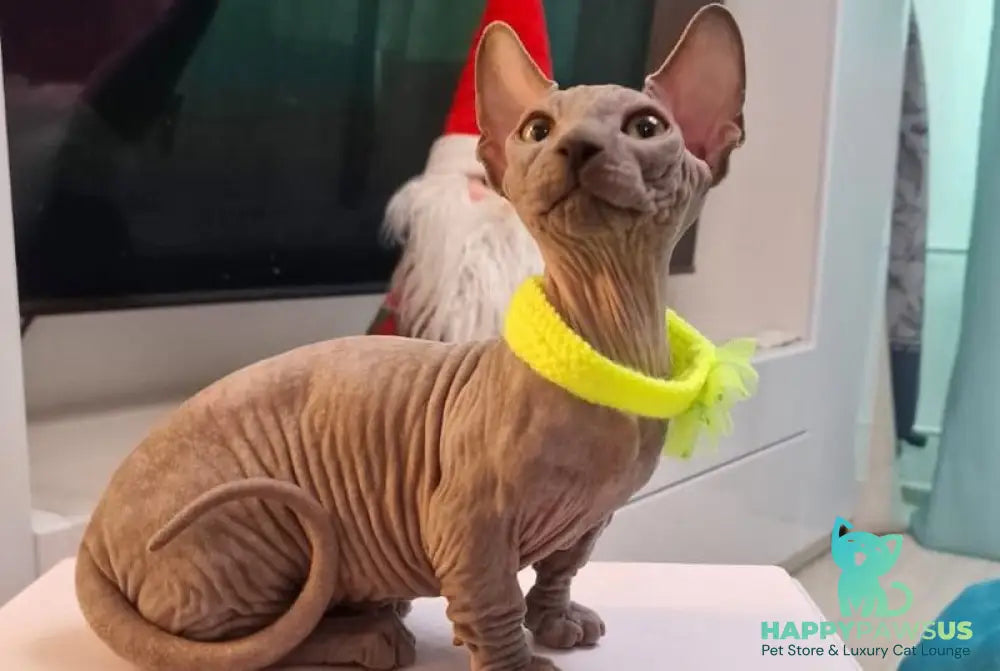 Baron Bambino male blue - live animals