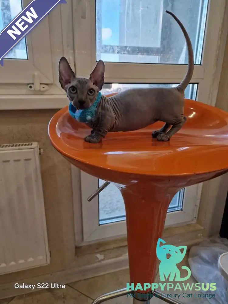 Baron Bambino male blue - live animals