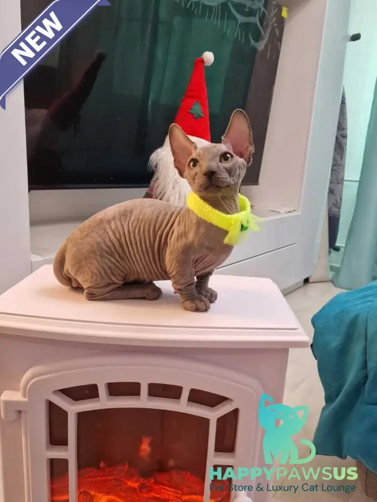 Baron Bambino male blue - live animals