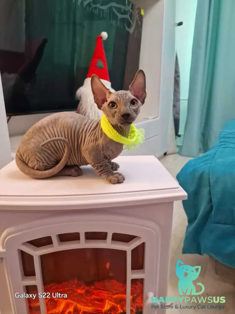 Baron Bambino male blue - live animals