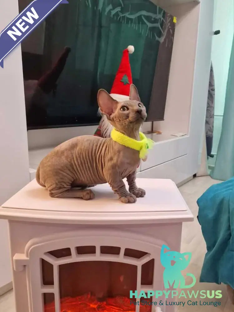 Baron Bambino male blue - live animals