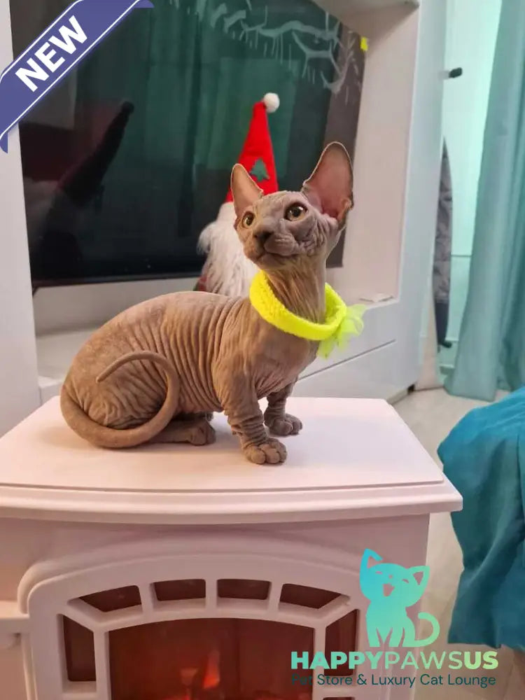 Baron Bambino male blue - live animals