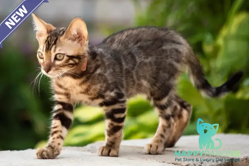 Baron Bengal male black spotted tabby - live animals