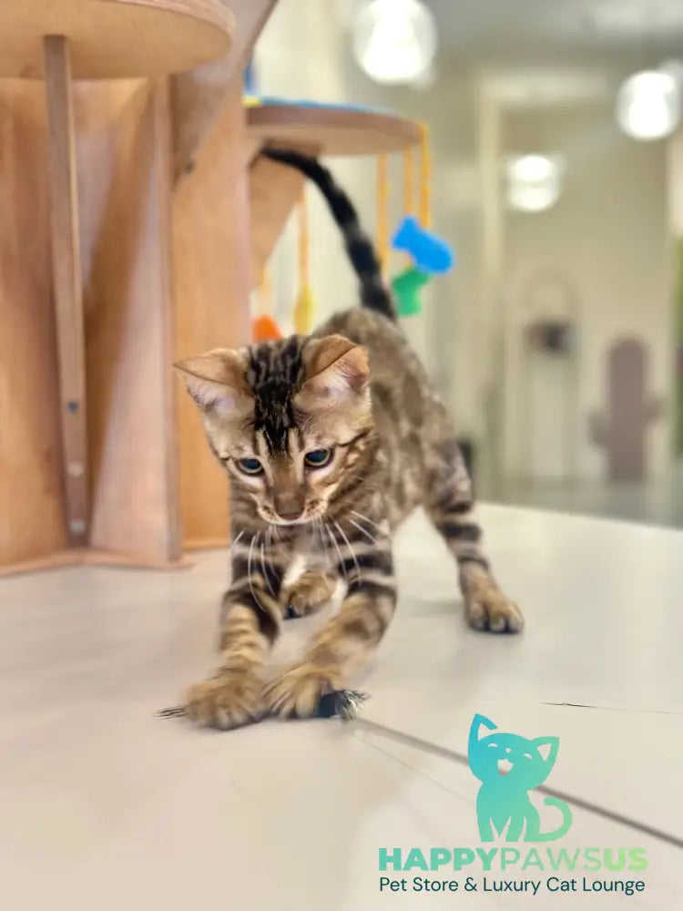 Baron Bengal male black spotted tabby - live animals