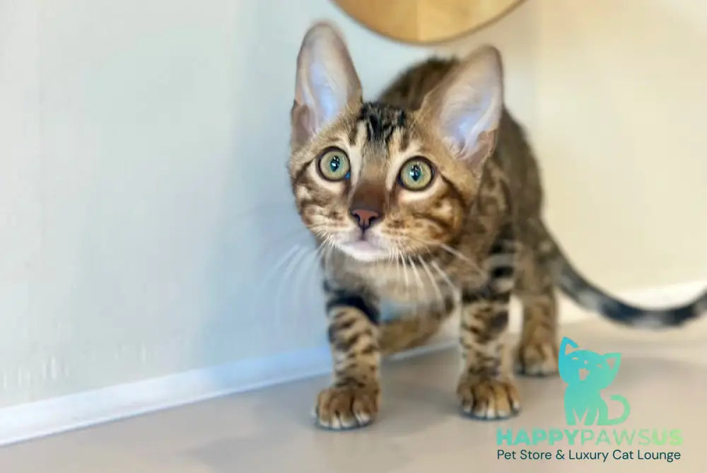 Baron Bengal male black spotted tabby - live animals