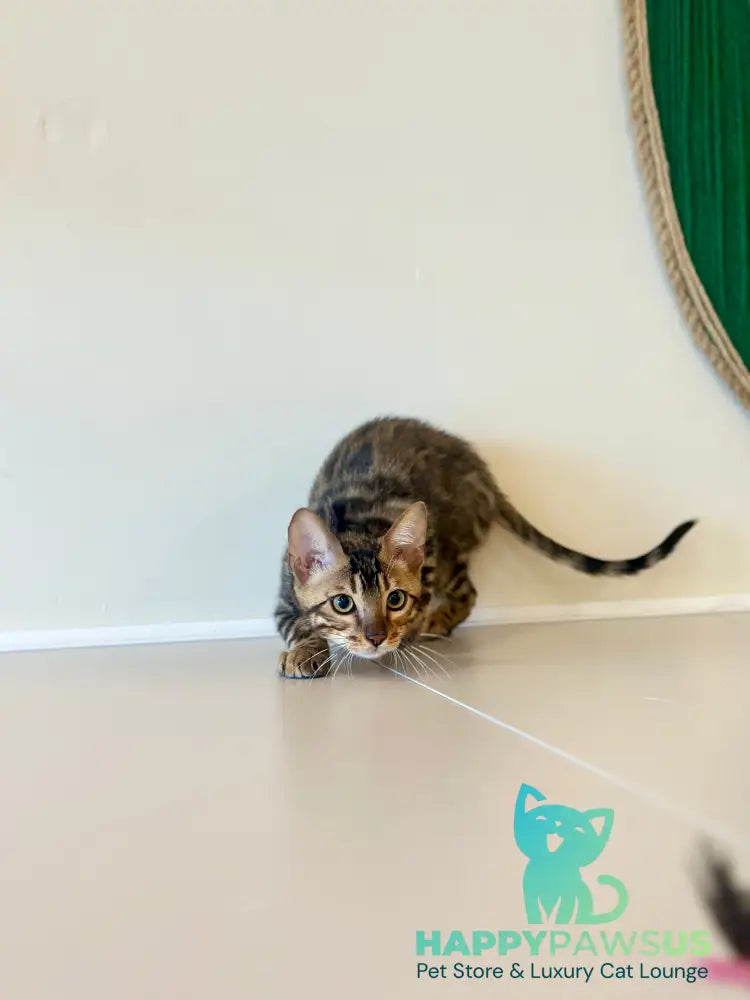 Baron Bengal male black spotted tabby - live animals