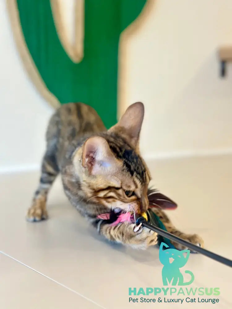 Baron Bengal male black spotted tabby - live animals