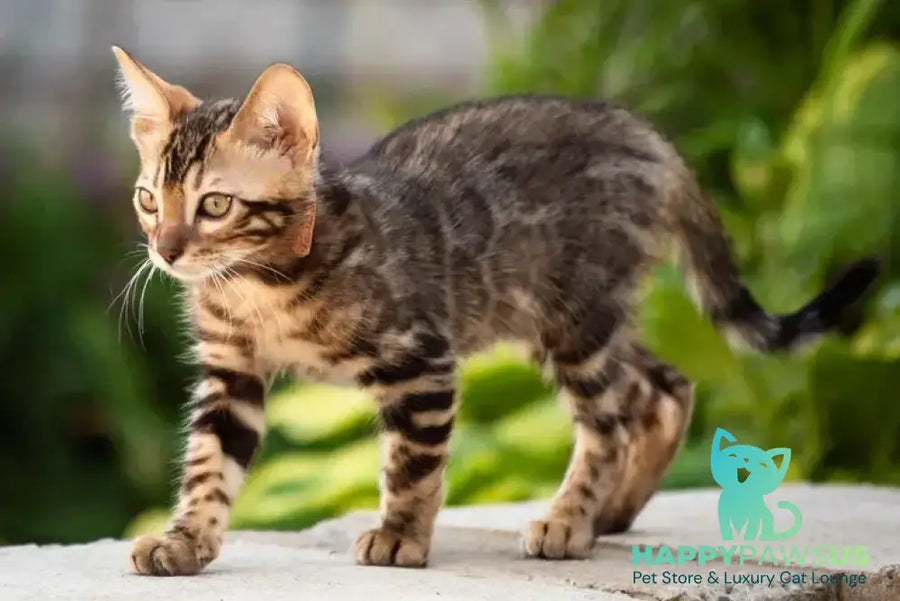 Baron Bengal male black spotted tabby - live animals