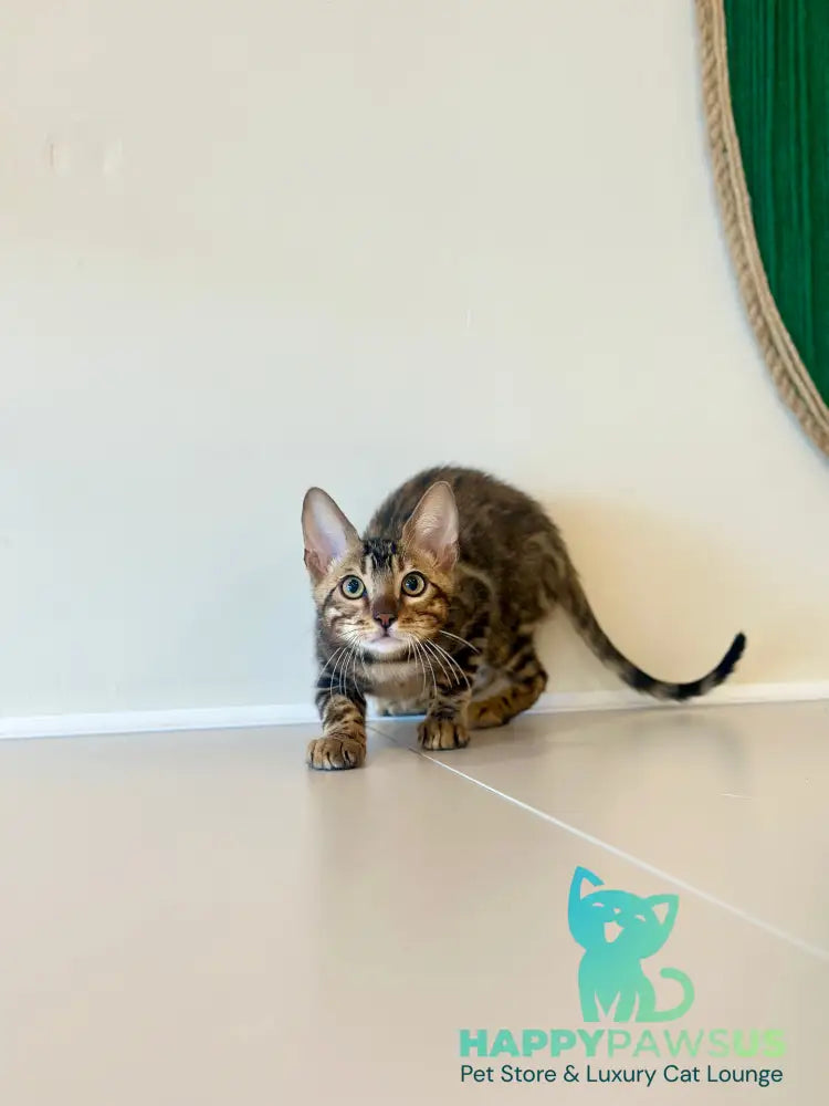 Baron Bengal male black spotted tabby - live animals