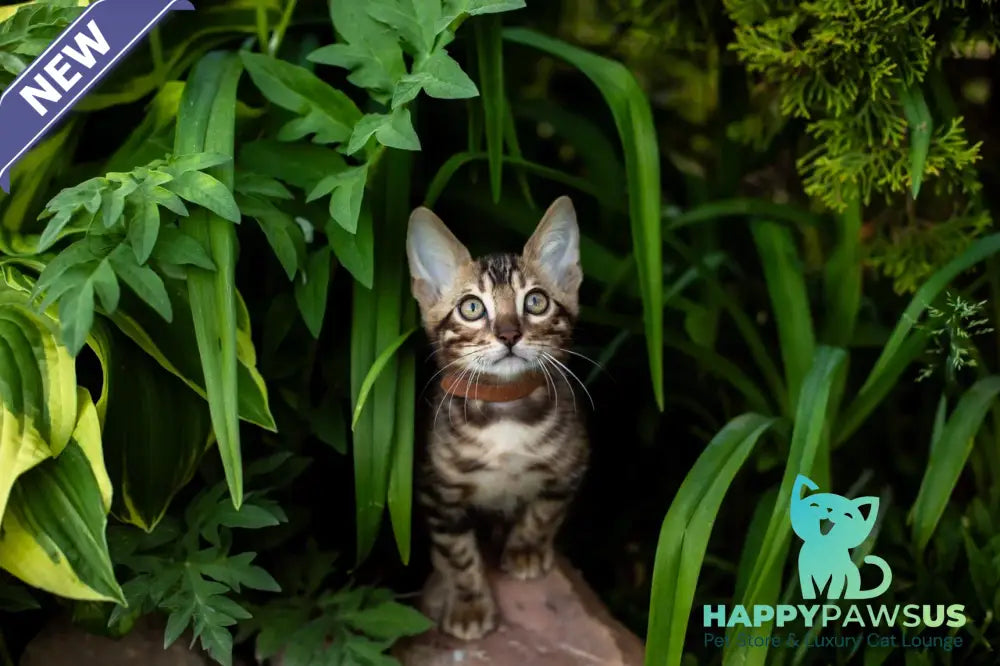 Baron Bengal male black spotted tabby - live animals