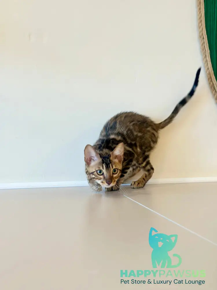 Baron Bengal male black spotted tabby - live animals