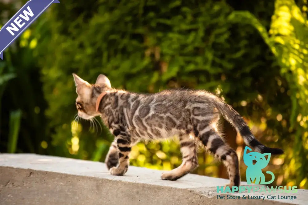 Baron Bengal male black spotted tabby - live animals